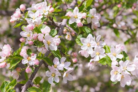 Orchard Apple Tree Branch Covered In Beautiful Apple Blossoms In