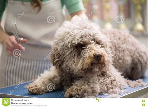 Barbe Dog Getting His Haircut Stock Image Image Of Barber Hand 78929073