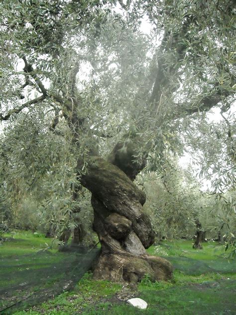 The History Of Olives Olivegrove Chalkidiki Greece
