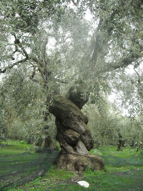 The History of Olives - OliveGrove - Chalkidiki - Greece