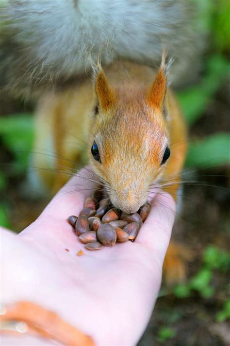 Red Haired Squirrel Eats Pine Nuts With Hands Stock Image Image Of