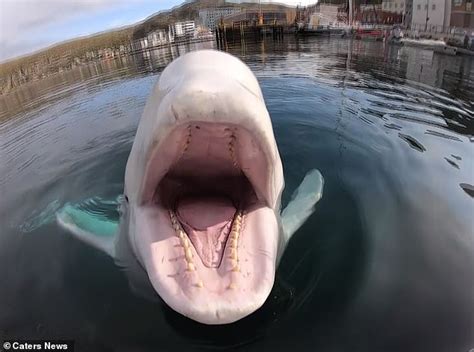 Hvaldimir The Beluga Whale Returns A Kayakers Lost Gopro Before Posing