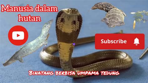 TERSERAMPAK KETEMU BINATANG BERBISA SEPERTI ULAR TEDUNG SELAR WAKTU