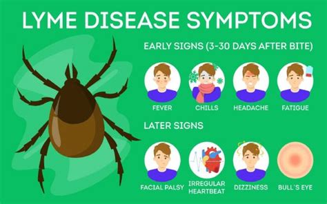 Lyme Disease Causes Symptoms And Treatments Health2wellness