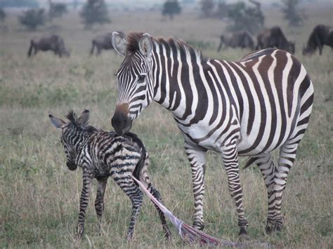 Newborn Zebra Serengeti National Park Tanzania Zebra Serengeti
