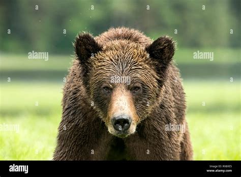 Grizzly Bears Ursus Arctos Horribilis Flight And Playing