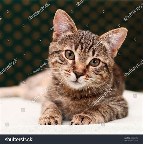 Tabby Cat Lies And Looks Into Camera Stock Photo 72845770 Shutterstock