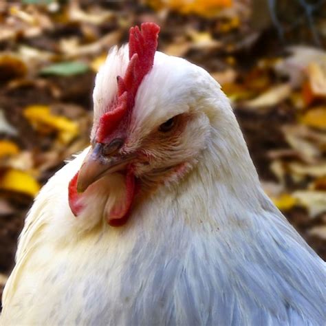 Barbu d'anvers (antwerpse baardkriel) 1 barbu d'everberg (everbergse baardkriel) 1 Common Chicken Breeds | LafeberVet