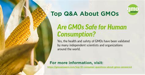Top 10 Gmo Questions And Answers Gmo Answers