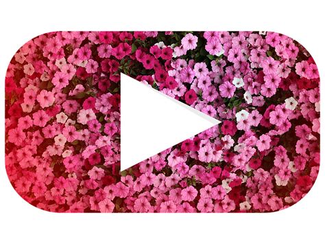 Pink Youtube Logo Rosa Youtube Logo Leinwanddruck Von Poppetini
