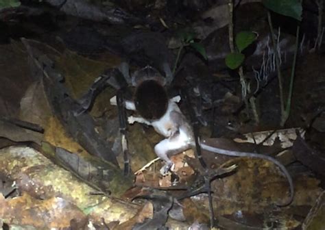 Camel spiders live life at top speed. Gallery: Big spiders eating small vertebrates - Cosmos ...