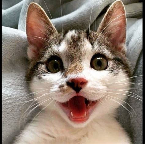 Ifttt2twy3m4 Smiling Cat Cute Cats And Kittens Baby Cats