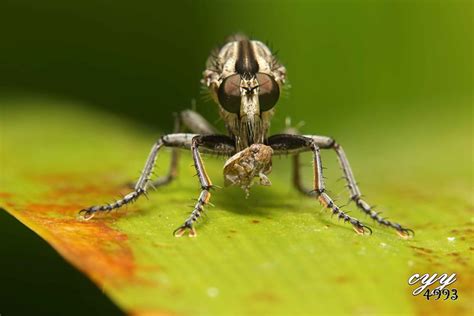 robber fly [asilidae] 食蟲虻 by cyy4993 on youpic
