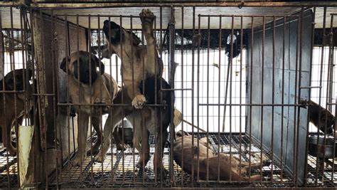 The Grim Scene Of A Korean Dog Meat Farm Just Miles From The Olympics