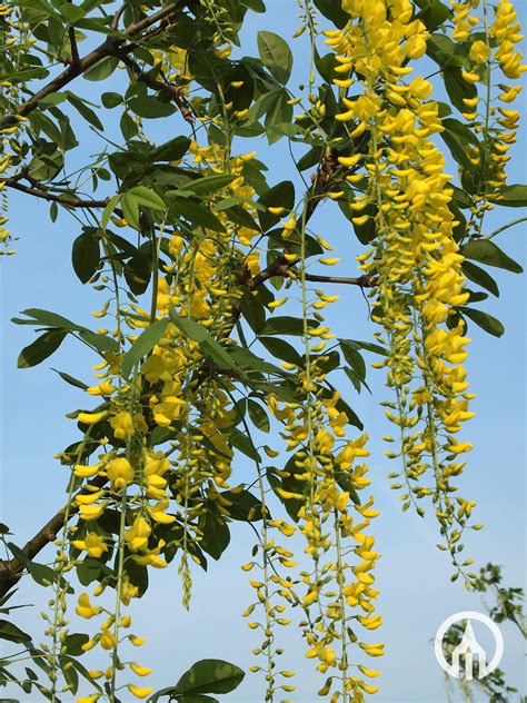 Laburnum X Watereri ‘vossii Goudenregen Boomkwekerijen M Van Den