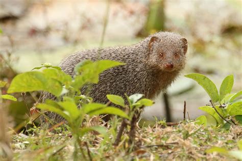 An indian grey mongoose (herpestes edwardsi). Indian Grey Mongoose - Herpestes edwardsii | The Indian ...