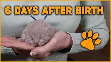 🌺6 Days After Birth ~ Cat Mama Said Baby Kittens Its Time ⌛️for