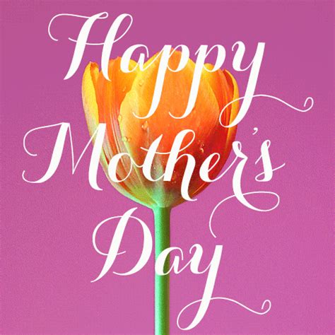 Wish you a happy mother's day. Happy Mother's Day Tulip Pictures, Photos, and Images for ...