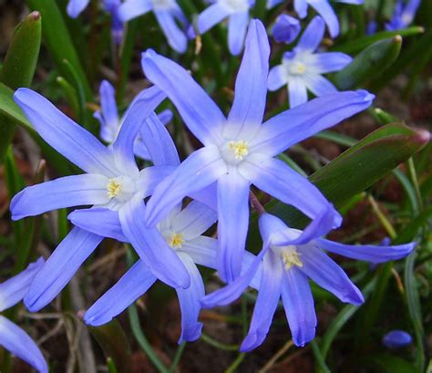 Chionodoxa Luciliae Little Blue Stars Blooming In Spring