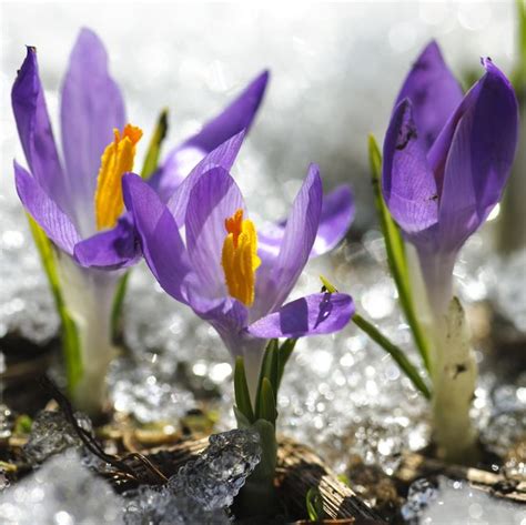 15 Best Winter Flowers Flowers That Bloom In Winter