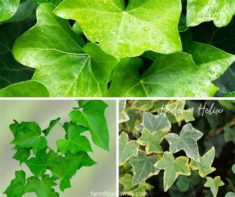 24 Types Of Ivy Plants Hedera Indoor Outdoor Ground Cover With