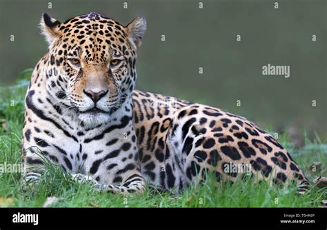 Jaguar Amazon Rainforest Hi Res Stock Photography And Images Alamy