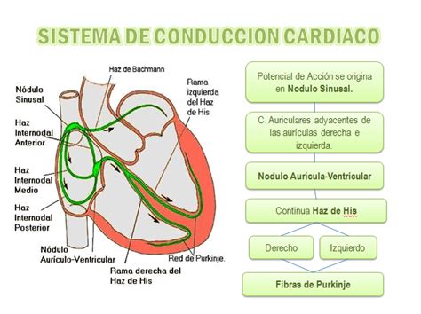 El Mundo De La Fisiologia Sistema De Conducción Cardíaco