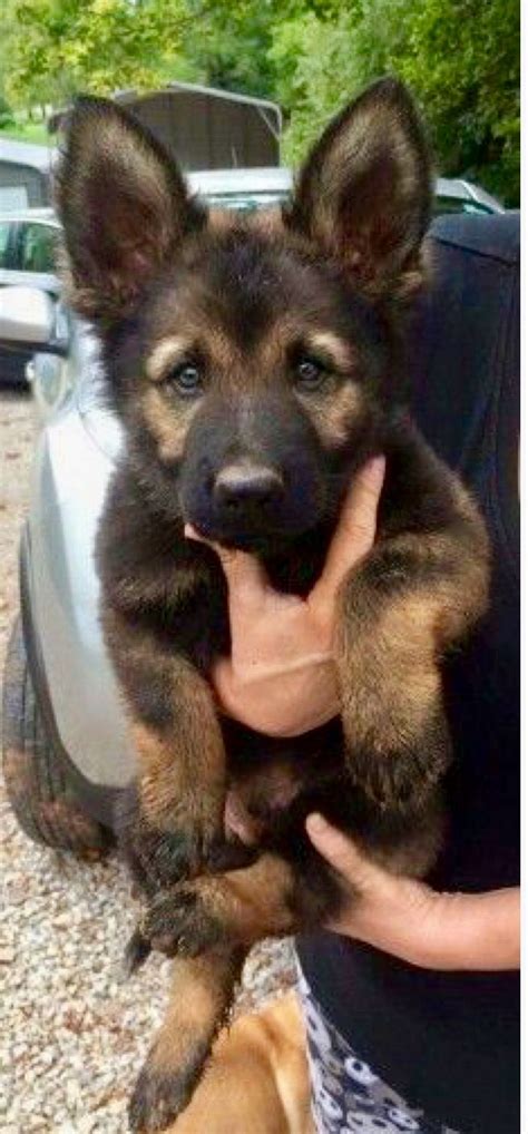 Jhuat ( theger simole) keyboard/musik : 677 best GERMAN SHEPPARDS images on Pinterest | German ...