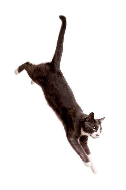 Best Cat Jumping Stock Photos Pictures And Royalty Free
