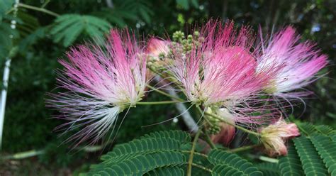 Beware The Mimosa Tree