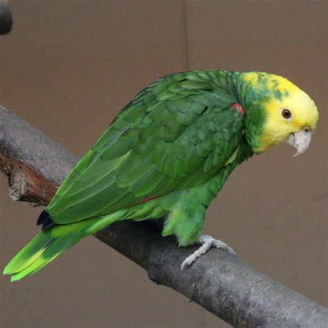 Double Yellow Headed Amazon Parrots