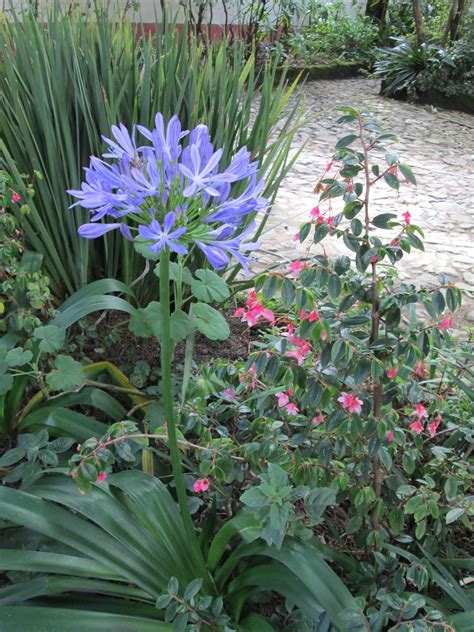 Check spelling or type a new query. Flowers of Simon Bolivar's house in Bogota-Colombia ...