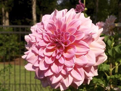 Flowers present an exciting field of study to people of all ages. Flower of the Month for July