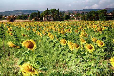 Tuscan Sunflowers Photograph By George Oze