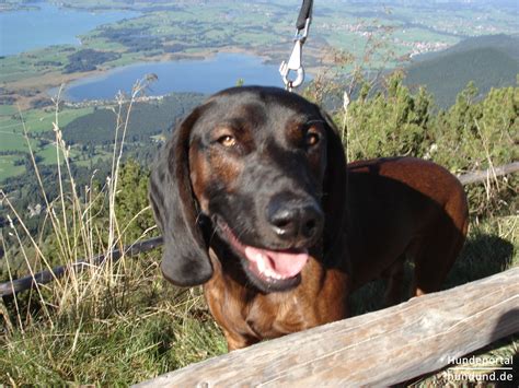 0 63 28 2 26 tel: Bayerischer Gebirgsschweisshund, Bayerische Gebirgsbracke ...