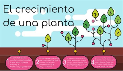 El crecimiento de una planta infografía by sofichseq on Genially