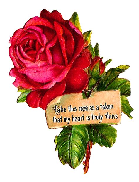 Antique Images Stock Pink Rose Clip Art Romantic Crafting