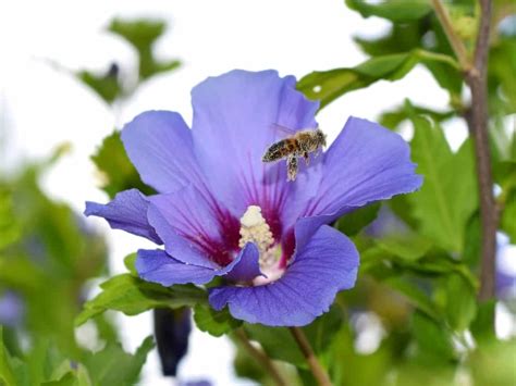 32 Different Types Of Hibiscus Flowers