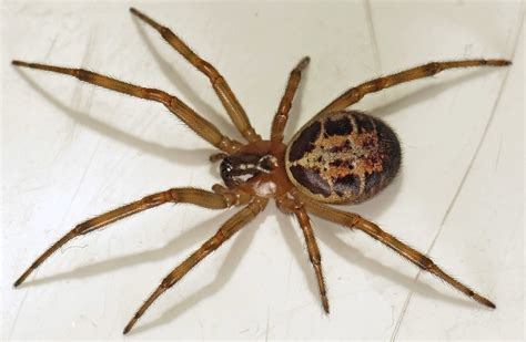 Common Garden Spiders In The Uk Fantastic Pest Control