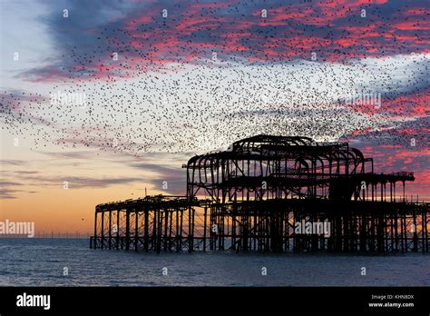 Brighton Uk Starling Murmurations At Sunset Over Brightons Derelict
