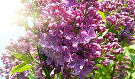 Beautiful Spring Flowers Of Blooming Lilac Bush In Sunlight Stock Image