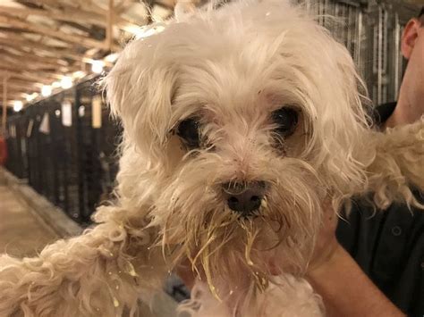 If you are looking to adopt or buy a maltese take a look here! Maltese dog for Adoption in Boonton, NJ. ADN-712384 on ...