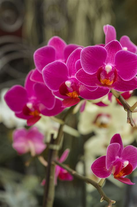 Moth Orchid / Phalaenopsis | Phalaenopsis orchid care, Orchid care, Moth orchid
