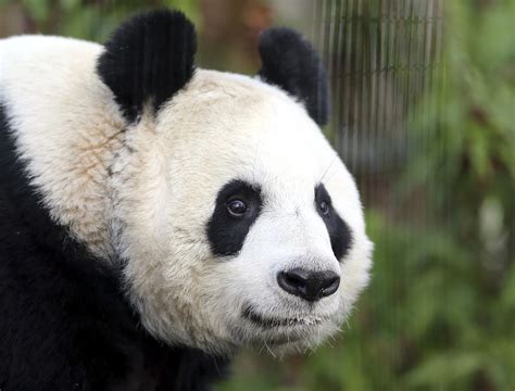 Uks Only Female Giant Panda Artificially Inseminated At Zoo