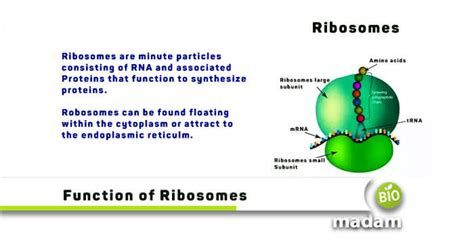 Main Function Of Ribosomes Biomadam