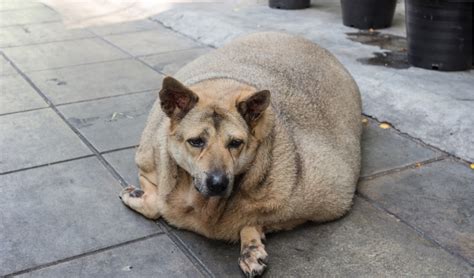 33 Excited Dog Is Overweight Photo 4k Ukbleumoonproductions