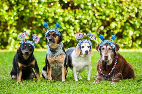 Four Ways To Keep Pets Safe On July Fourth Networx