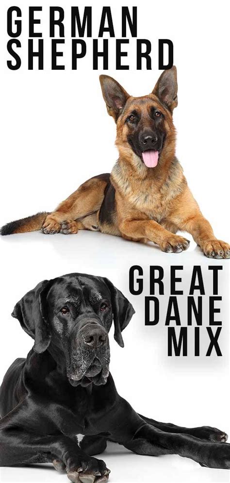 According to the fci, the breed's english language name is german shepherd dog. Great Dane German Shepherd Mix - Is This The Right Dog For ...