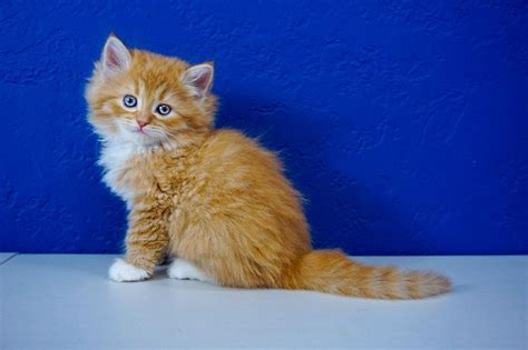 Karistakats himalayan cattery, cat breeder of purebred doll faced himalayan kittens for sale in a variety of colors, located in hunterdon county, new jersey. Ragdoll Kittens for Sale Near Me | Buy Ragdoll Kitten ...