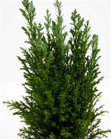 European Cypress Christmas Tree Lively Root